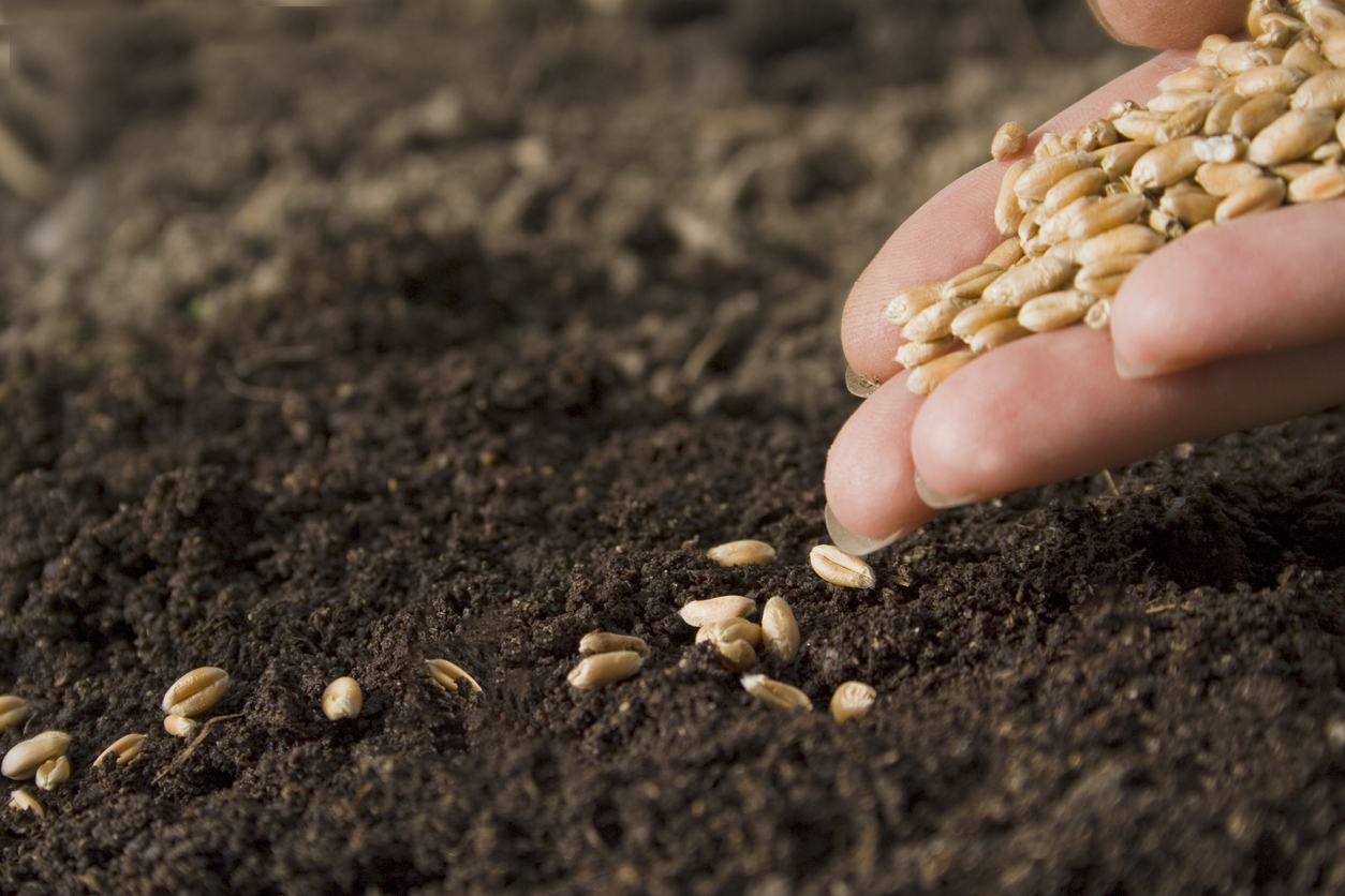 راهنمای کامل تنظیم بذرکار گندم قبل از کاشت؛ از کالیبراسیون تا تنظیم عمق کاشت